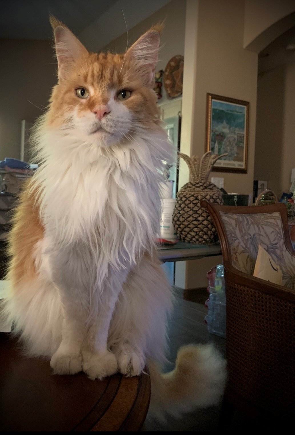 kathleens cat